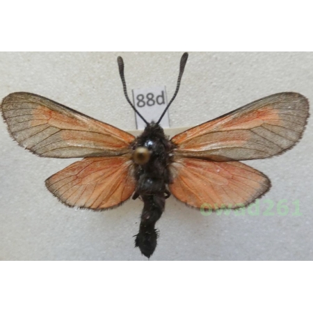 Zygaena sp. Czech88d